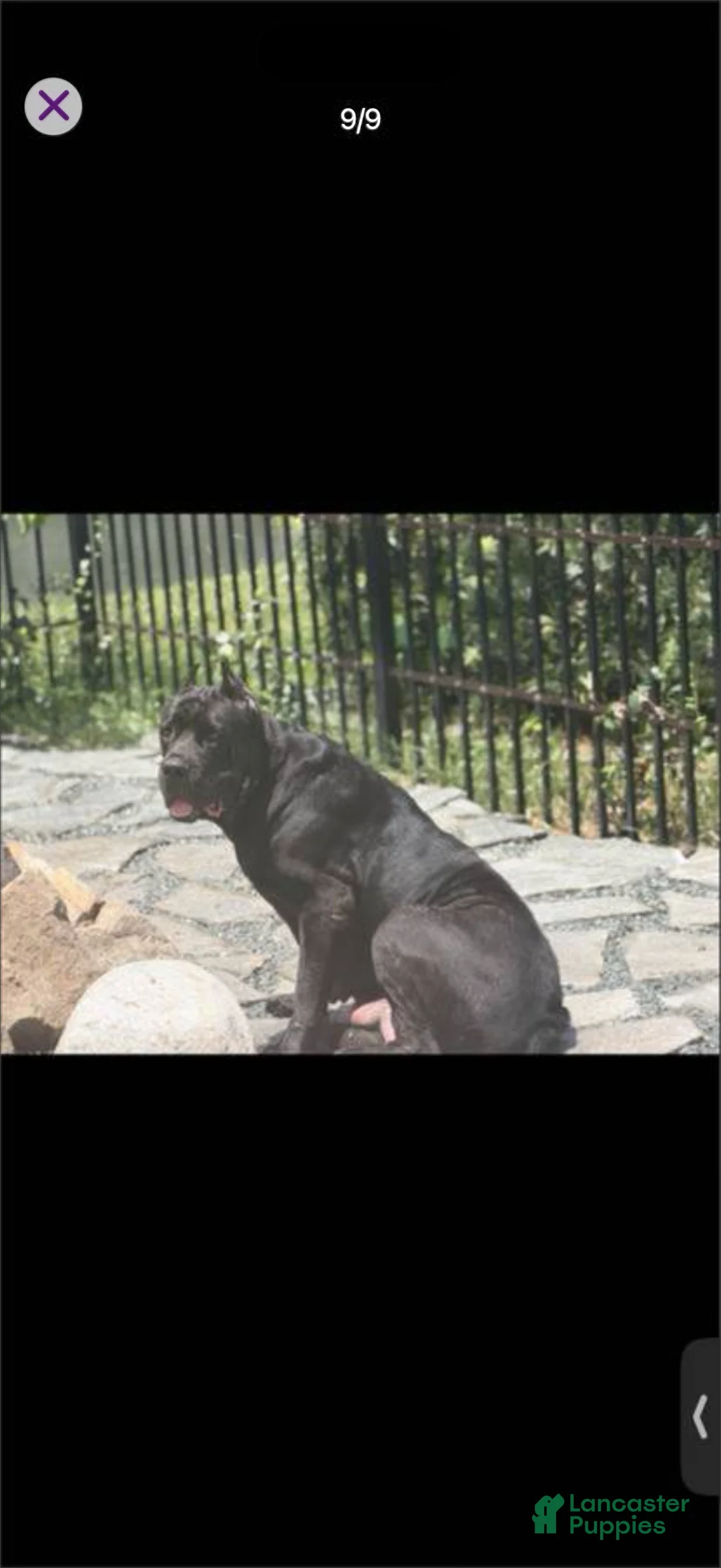 Cane Corso dogs for sale: Cane Corso 2 - Ad 2