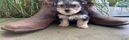 Morkie dogs for sale: Clover - Ad 1