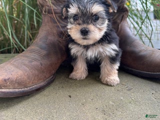 Morkie dogs Clover - Ad 32