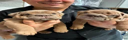English Bulldog dogs for sale: English Bulldog 1 - Ad 6