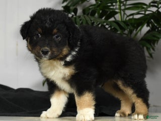 Australian Shepherd dogs - Ad 2