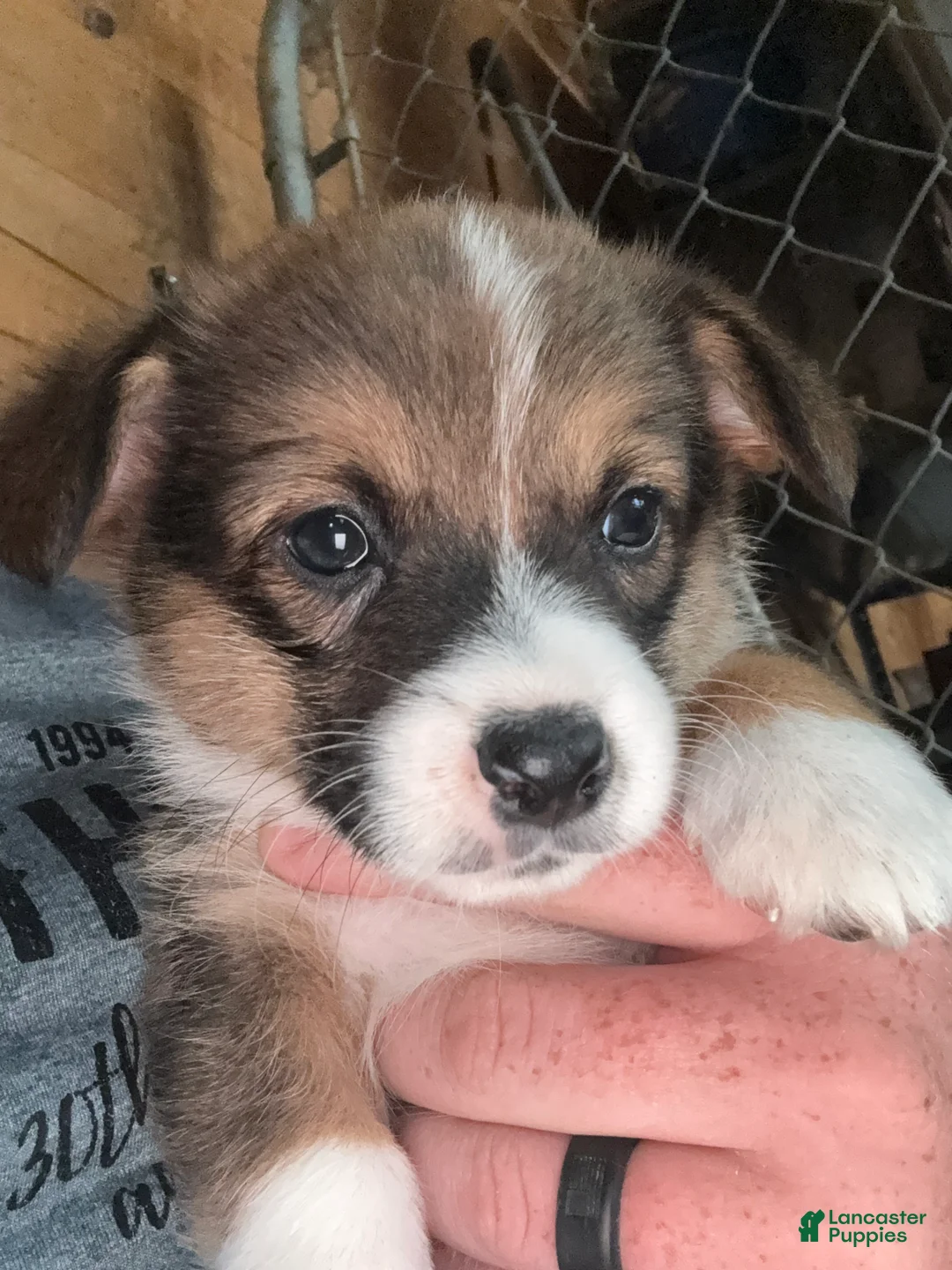 Welsh Corgi Pembroke dogs for sale: Welsh Corgi Pembroke 4 - Ad 1