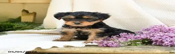Yorkshire Terrier dogs for sale: Taffy - Ad 3