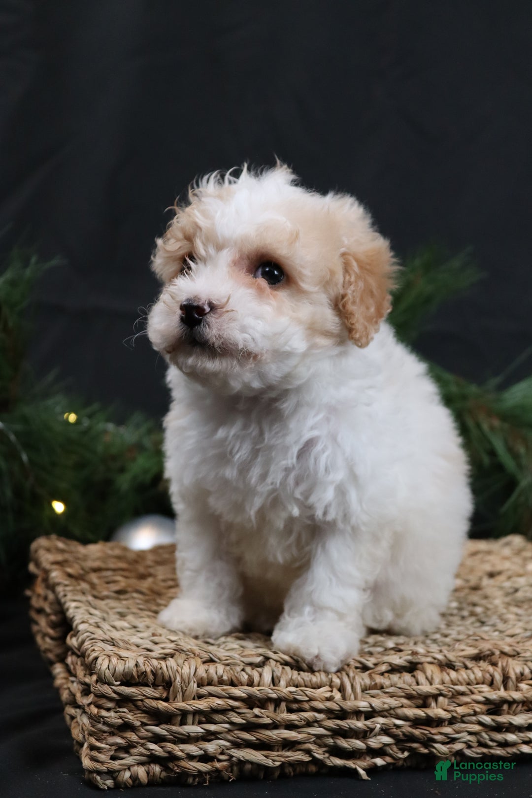 Cavapoo dogs for sale: Cavapoo Puppy 1 - Ad 2