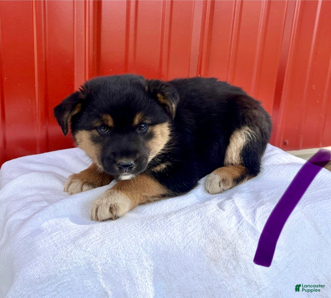 Mixed Breed dogs for sale: Nora - Ad 1