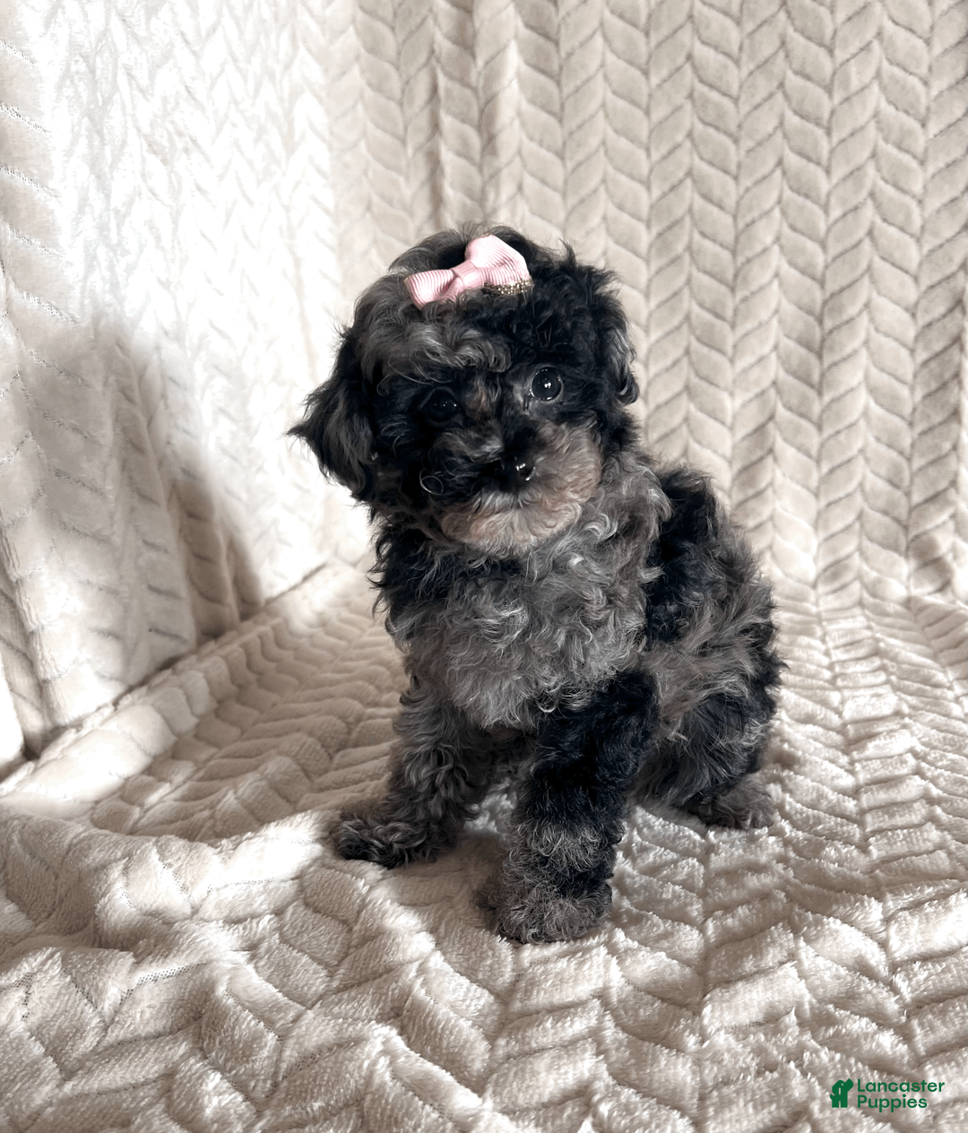 Toy Poodle dogs for sale: Lilly - Ad 16