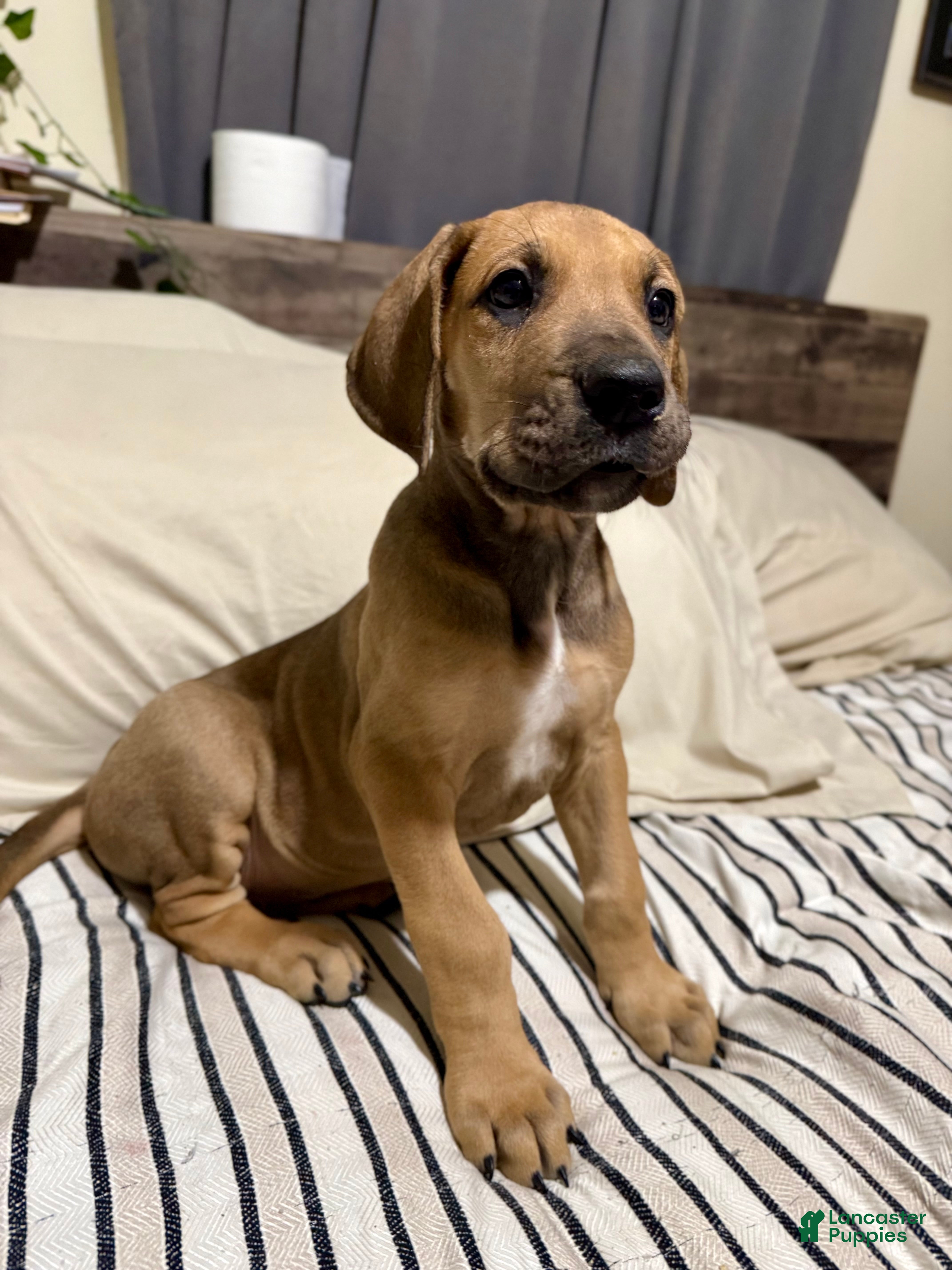 Great Dane dogs Fawn (heavy Euro) - Ad 17