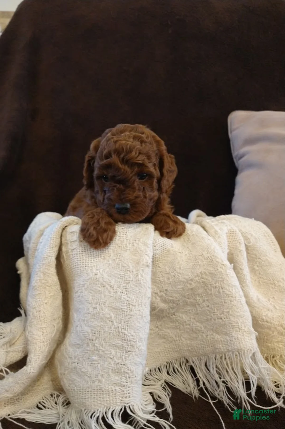 Toy Poodle dogs for sale: mustang - Ad 2
