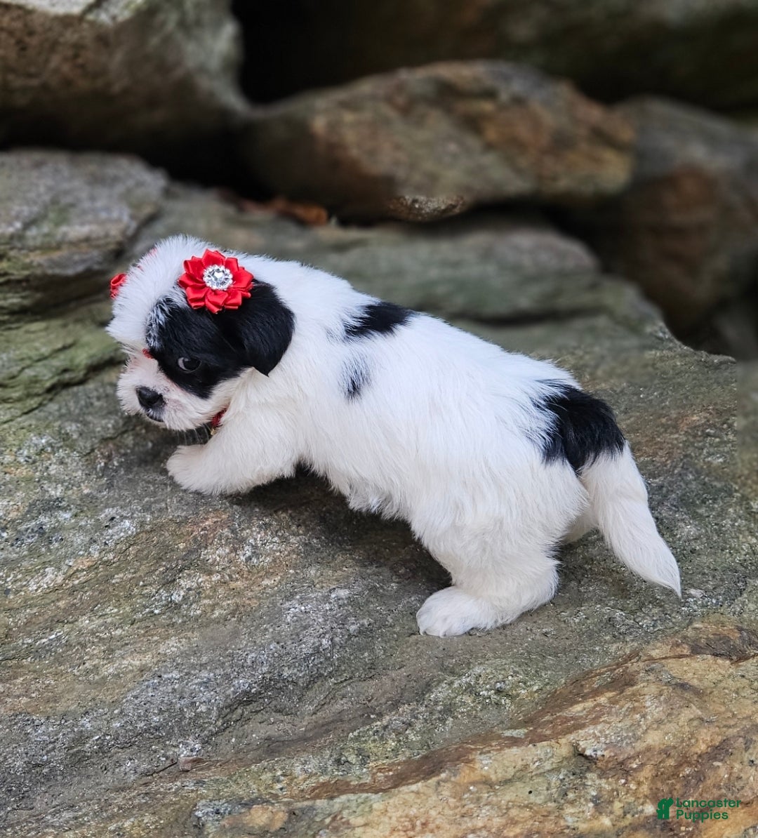Shihpoo dogs Lili - Ad 7