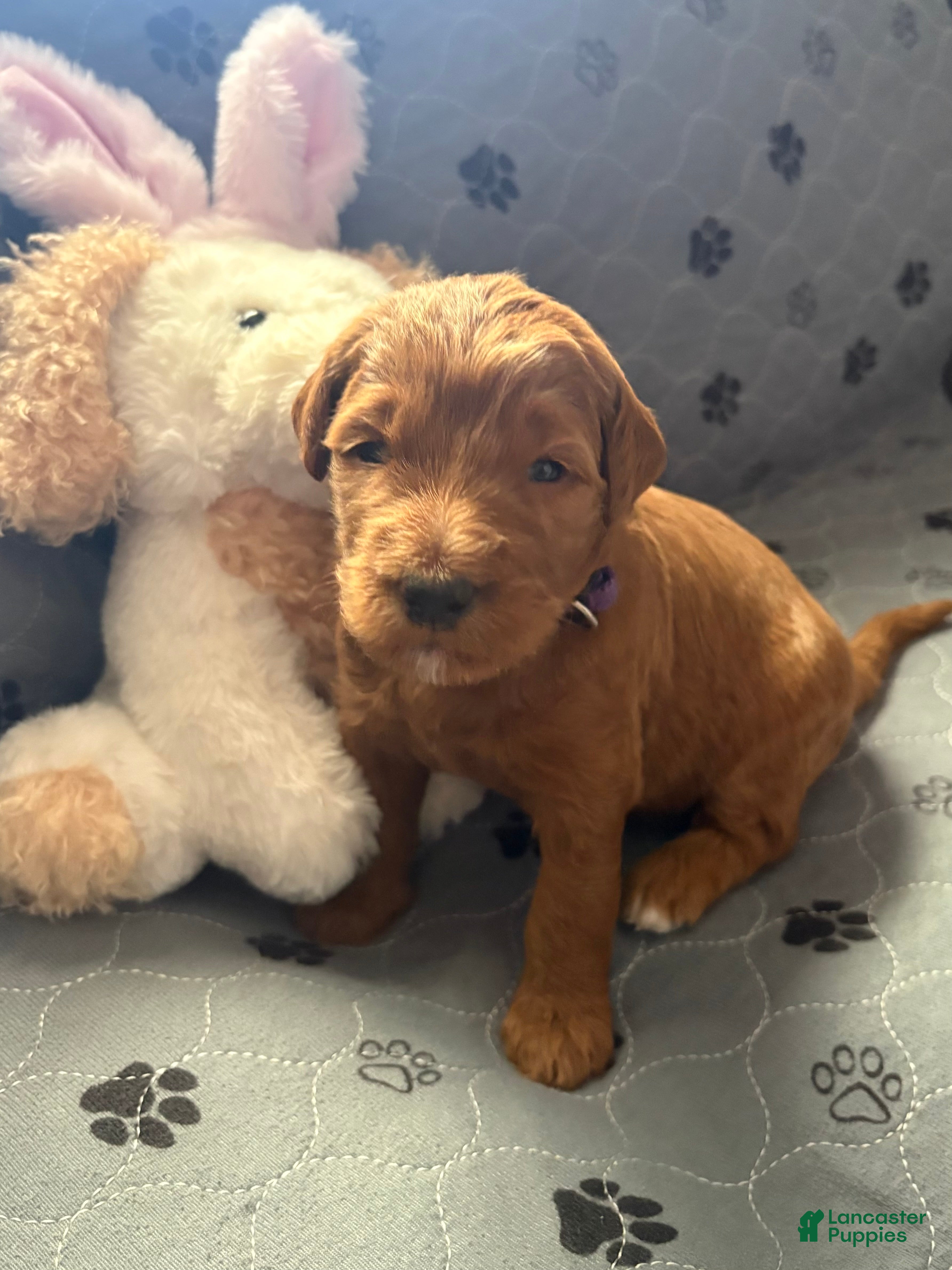Goldendoodle dogs Jasmine  - Ad 1