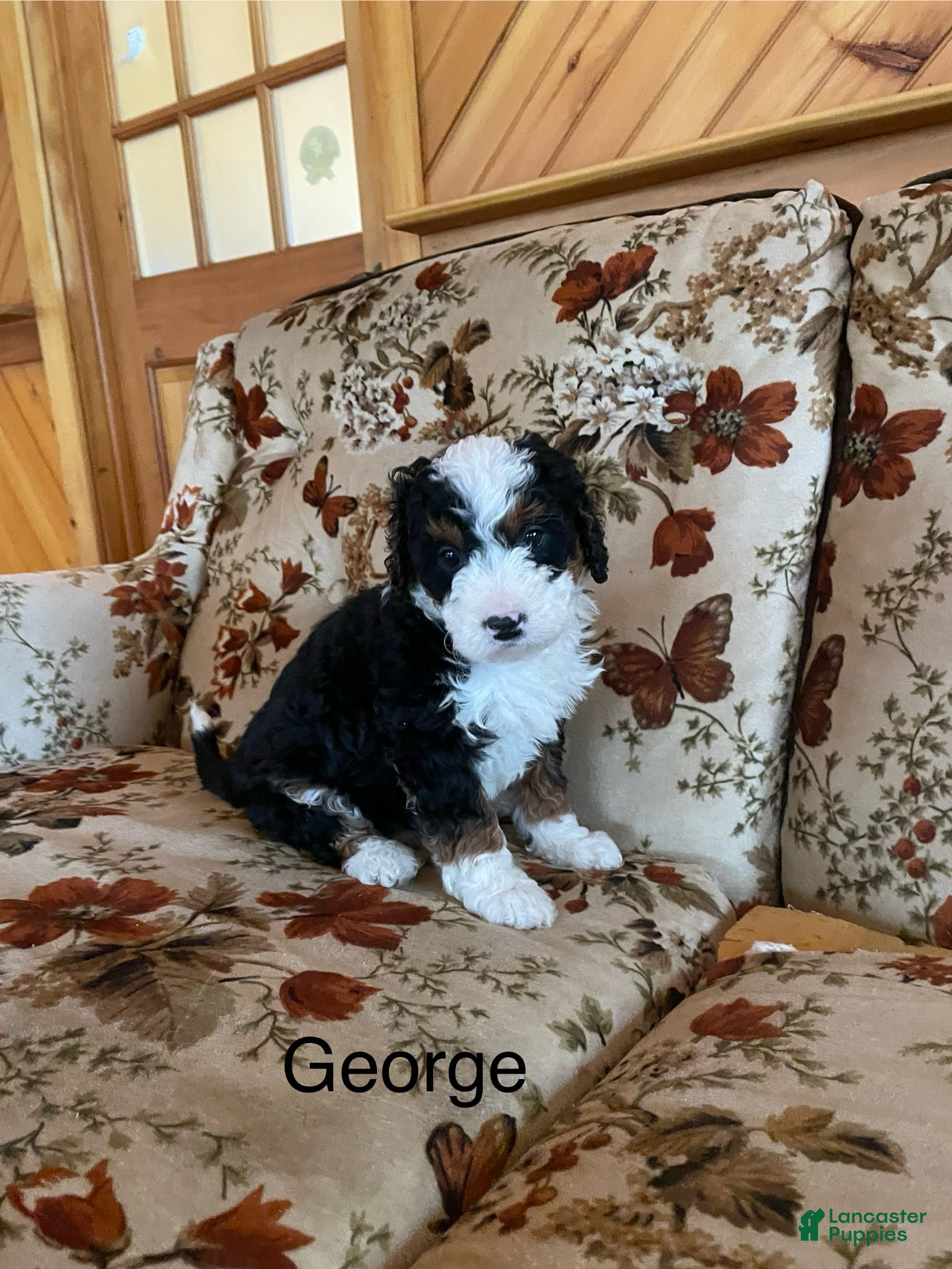 Mini Bernedoodle dogs Mini Bernedoodle Puppy 7 - Ad 17