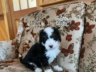Mini Bernedoodle dogs Mini Bernedoodle Puppy 7 - Ad 17