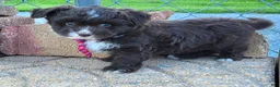 Pomapoo dogs for sale: Swiss Roll - Ad 7