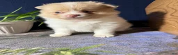Pomeranian dogs for sale: Andy - Ad 21