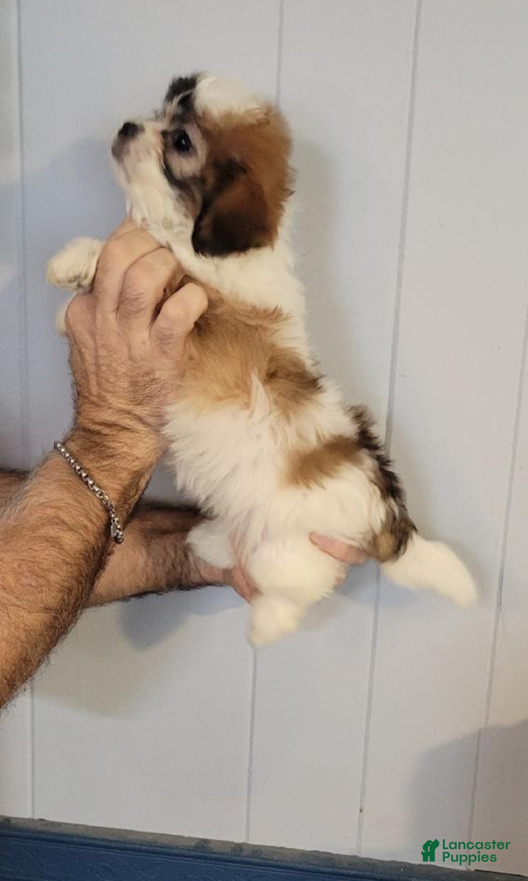 Teddy Bear dogs Tabatha - Ad 2