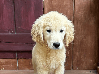 Golden Retriever dogs AKC Hansel - Ad 13