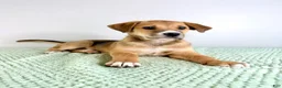 Mixed Breed dogs for sale: Callie - Ad 4