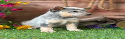 Australian Cattle Dog dogs for sale: Johnny - Ad 4