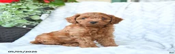 Cavapoo dogs for sale: Charlie - Ad 2