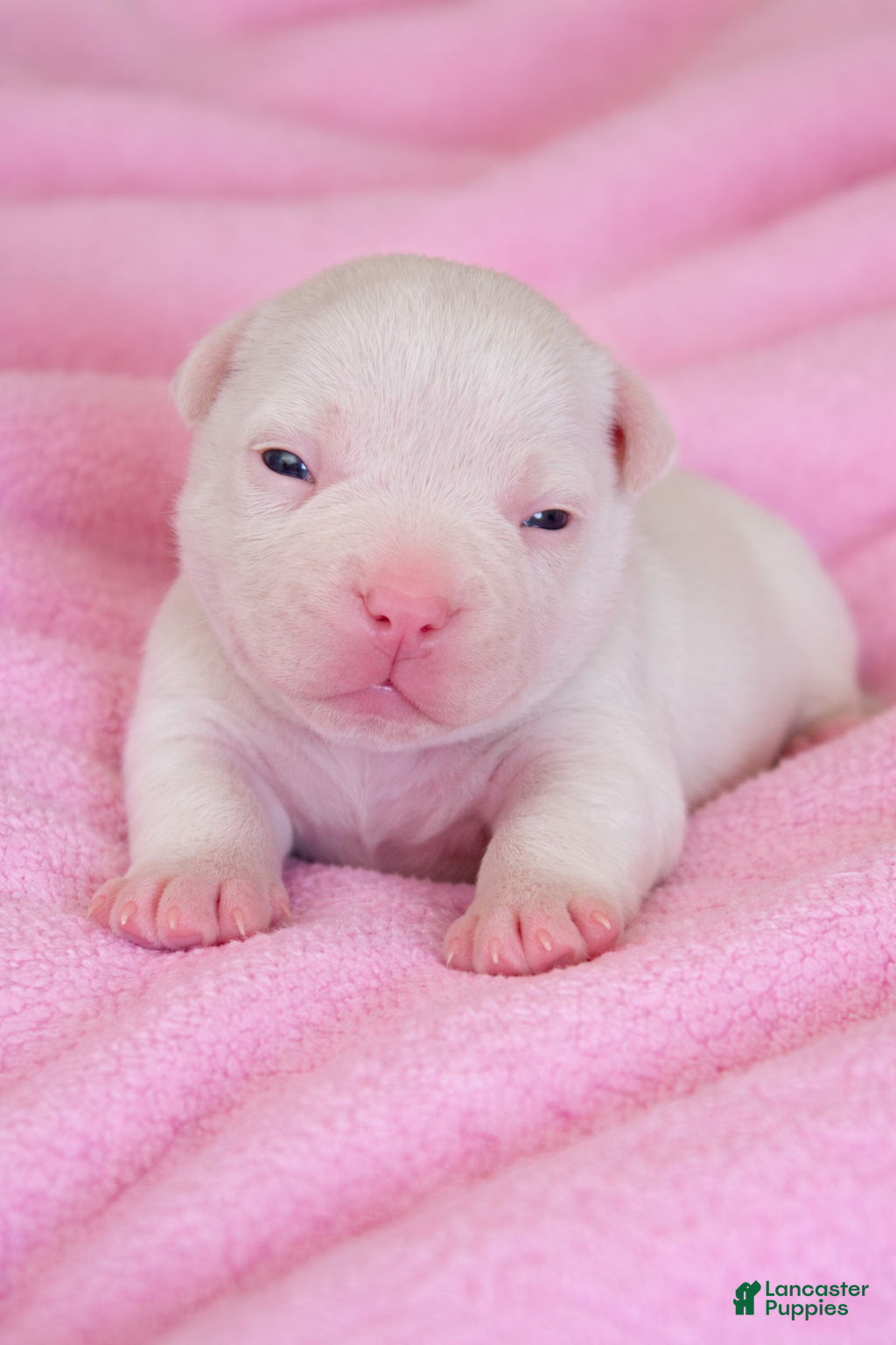 American Bully dogs Vegas - Ad 39