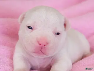 American Bully dogs Vegas - Ad 39