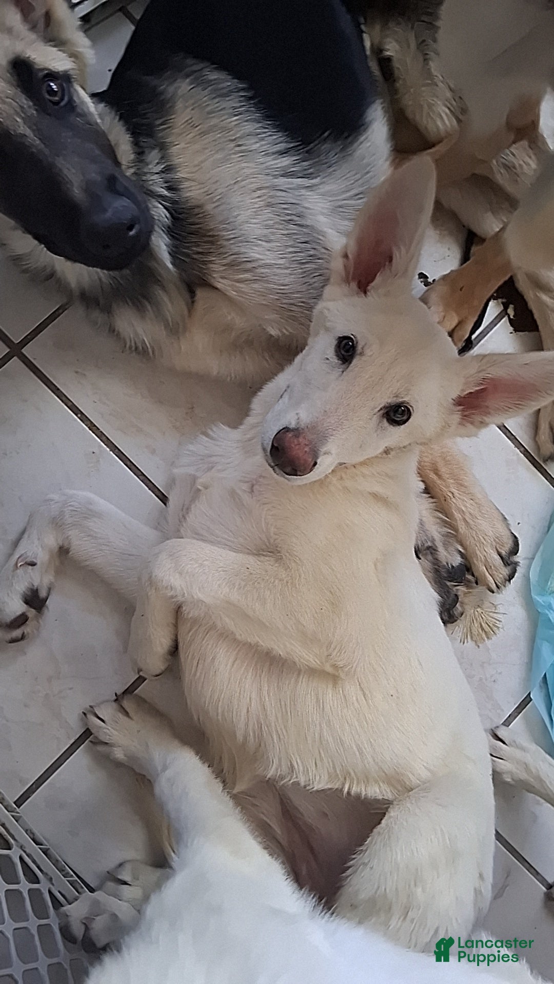 German Shepherd dogs German Shepherd Puppy 3 - Ad 10