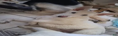 German Shepherd Puppy 3
