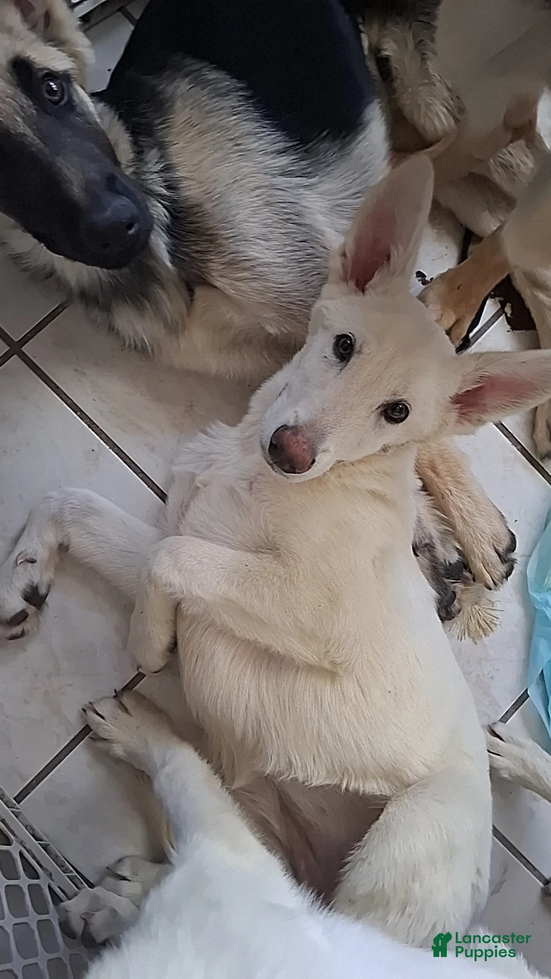 German Shepherd dogs for sale: German Shepherd Puppy 3 - Ad 1