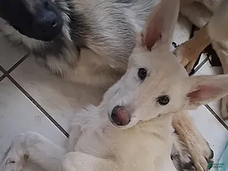 German Shepherd dogs German Shepherd Puppy 3 - Ad 8