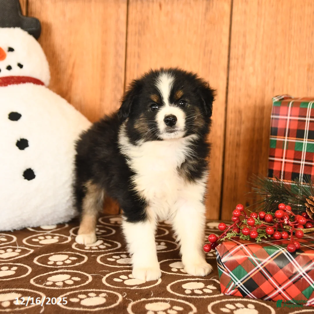 Miniature Australian Shepherd dogs for sale: Jericho - Ad 2