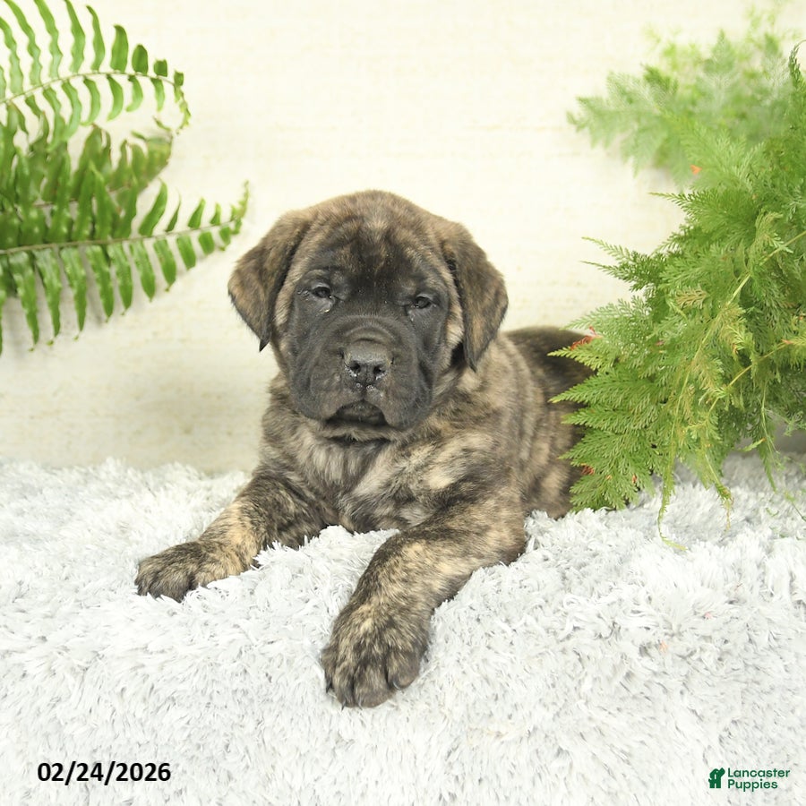English Mastiff dogs Asher - Ad 2