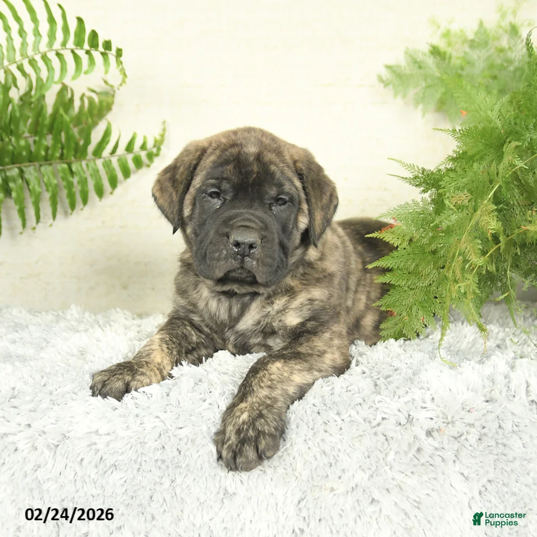 English Mastiff dogs for sale: Asher - Ad 2