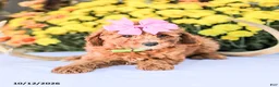 Miniature Poodle dogs for sale: Bambi - Ad 5