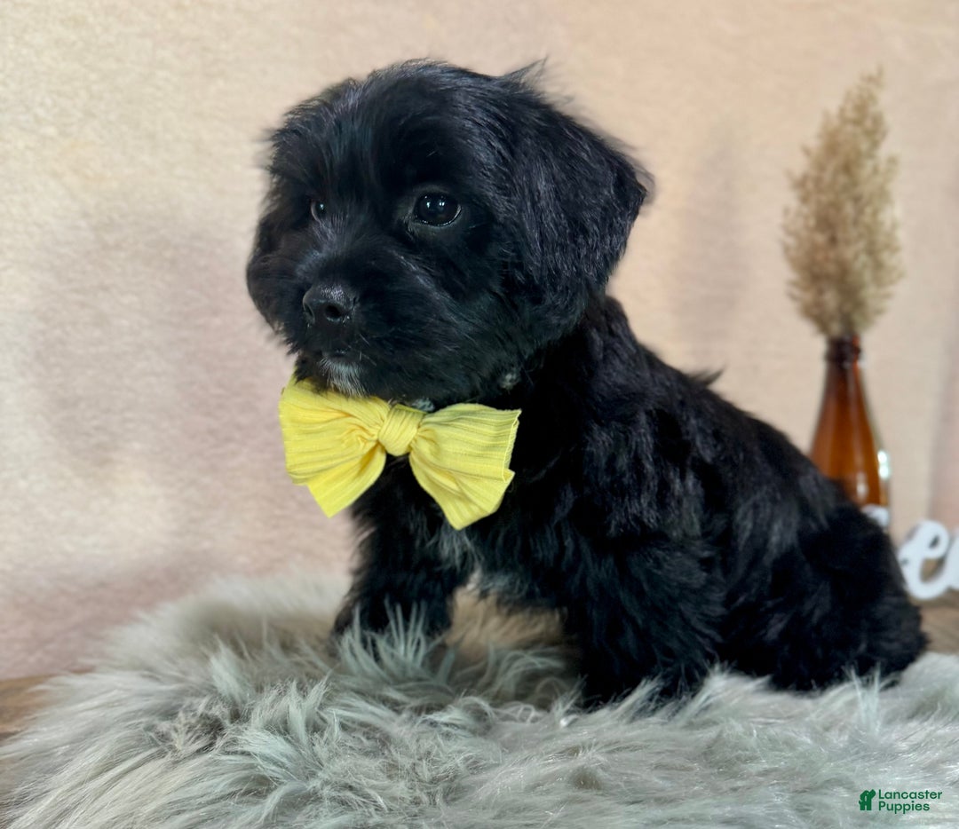 Yorkiepoo dogs for sale: Bennett - Ad 4