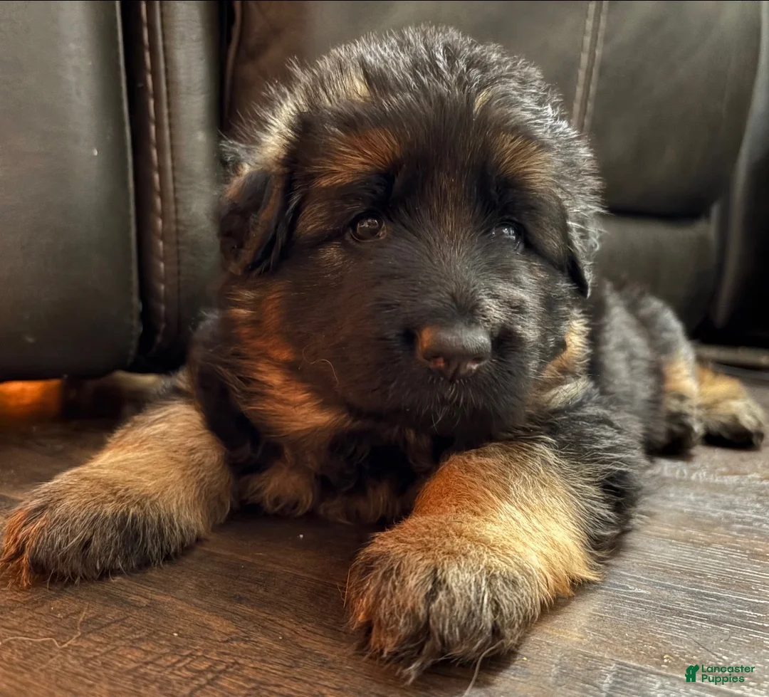 German Shepherd dogs for sale: German Shepherd Puppy 2 - Ad 1