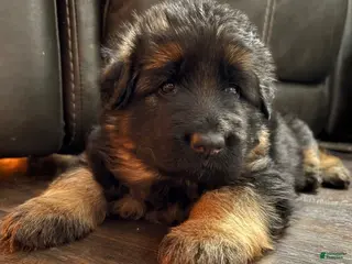 German Shepherd dogs German Shepherd Puppy 2 - Ad 32