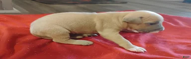 American Pit Bull Terrier 5