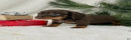 Miniature Dachshund dogs for sale: Jasper - Ad 6