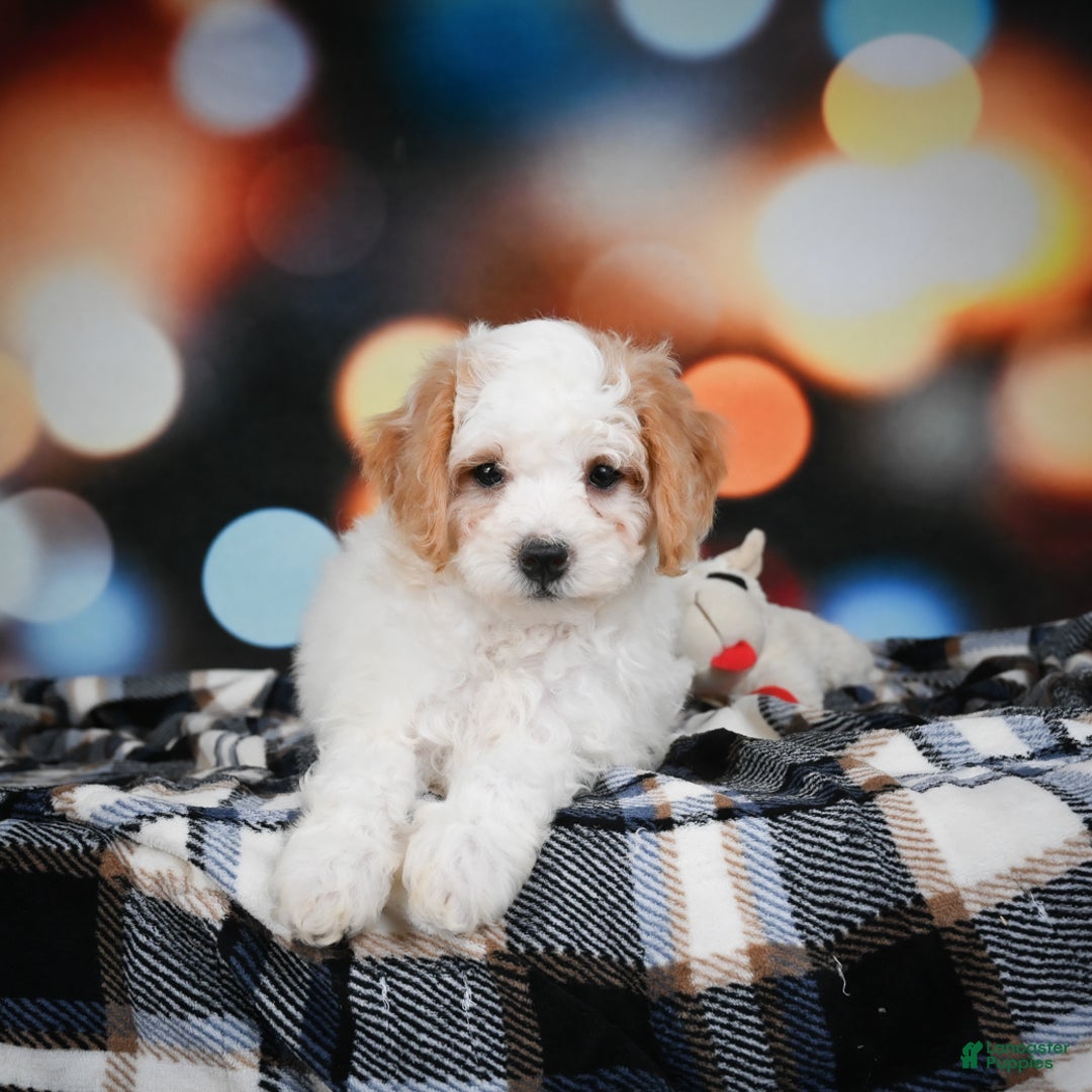 Mini Bernedoodle dogs for sale: Mable - Ad 10