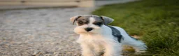 Miniature Schnauzer dogs for sale: Beauregard Miniature Schnauzer - Ad 6