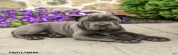 Cane Corso dogs for sale: Rose  - Ad 3