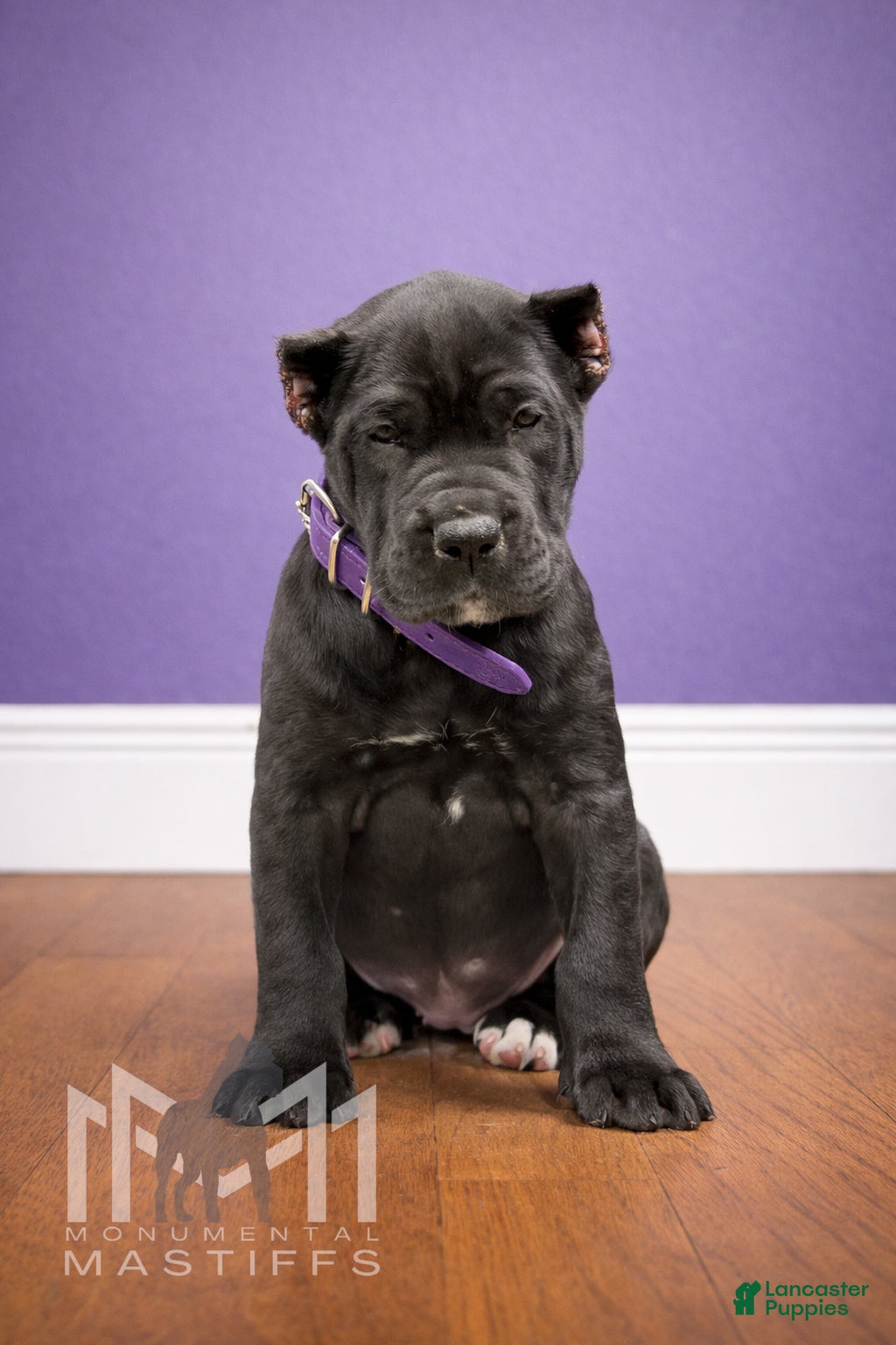 Mixed Breed dogs for sale: Purple Collar Female - Ad 2