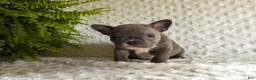 French Bulldog dogs for sale: Star - Ad 6