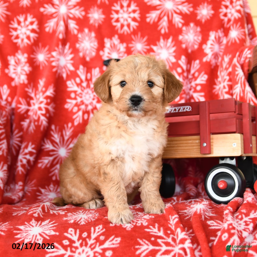 Mixed Breed dogs Taffy - Ad 2