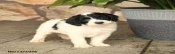 Double Doodle dogs for sale: Bandit - Ad 4