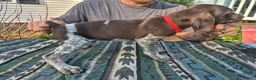 German Shorthaired Pointer dogs for sale: German Shorthaired Pointer Puppy 5 - Ad 3