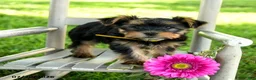 Yorkshire Terrier dogs for sale: Maxwell - Ad 3
