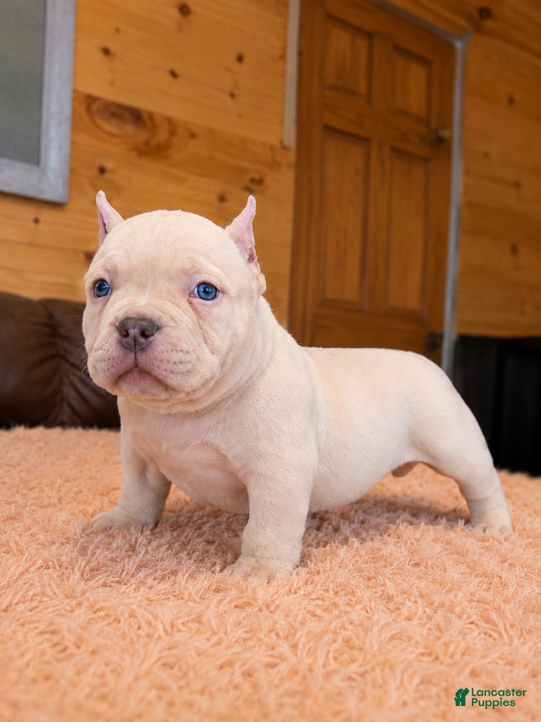 American Bully dogs Godzilla  - Ad 23