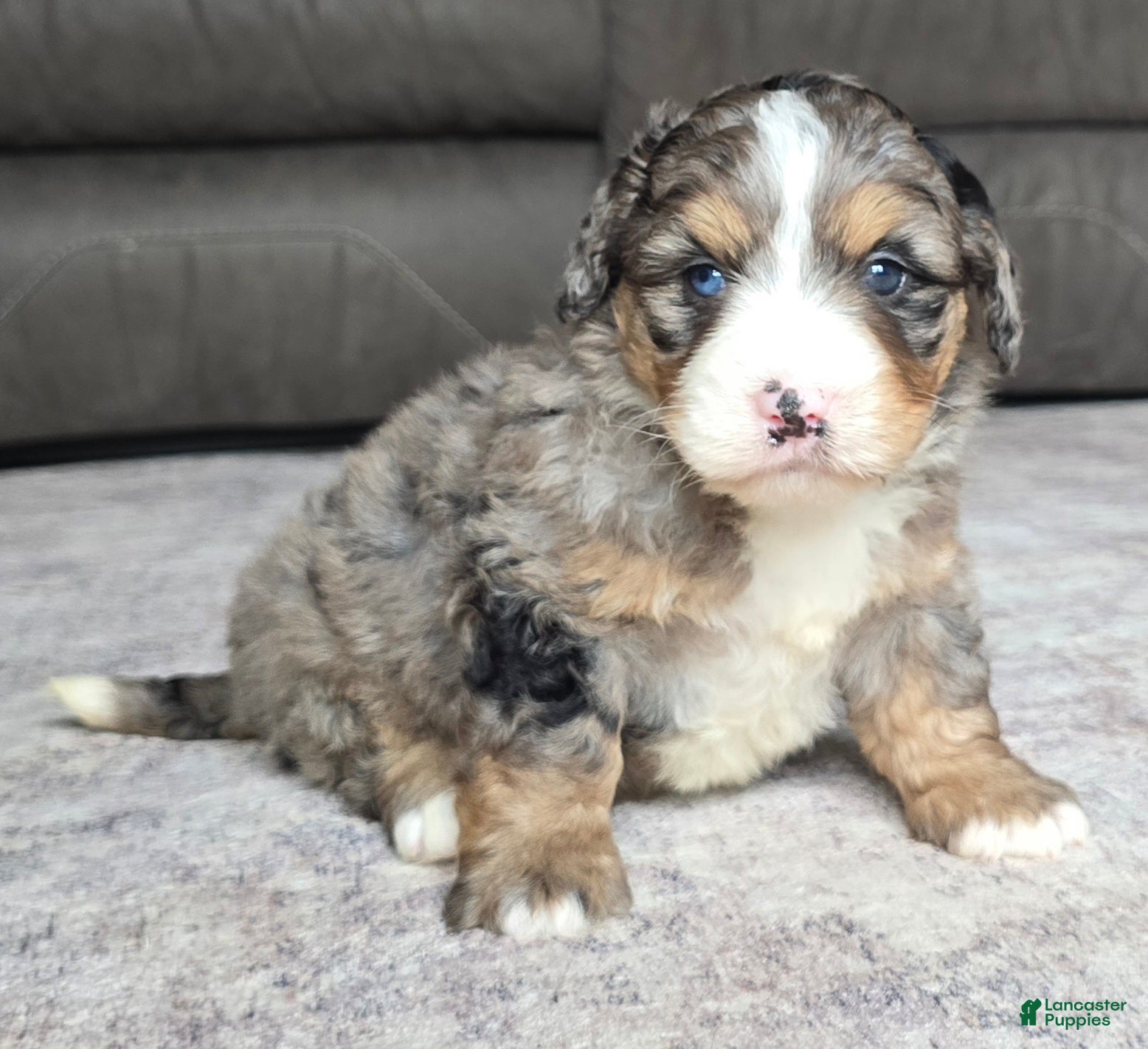 Mini Bernedoodle dogs Mini Bella - Ad 2