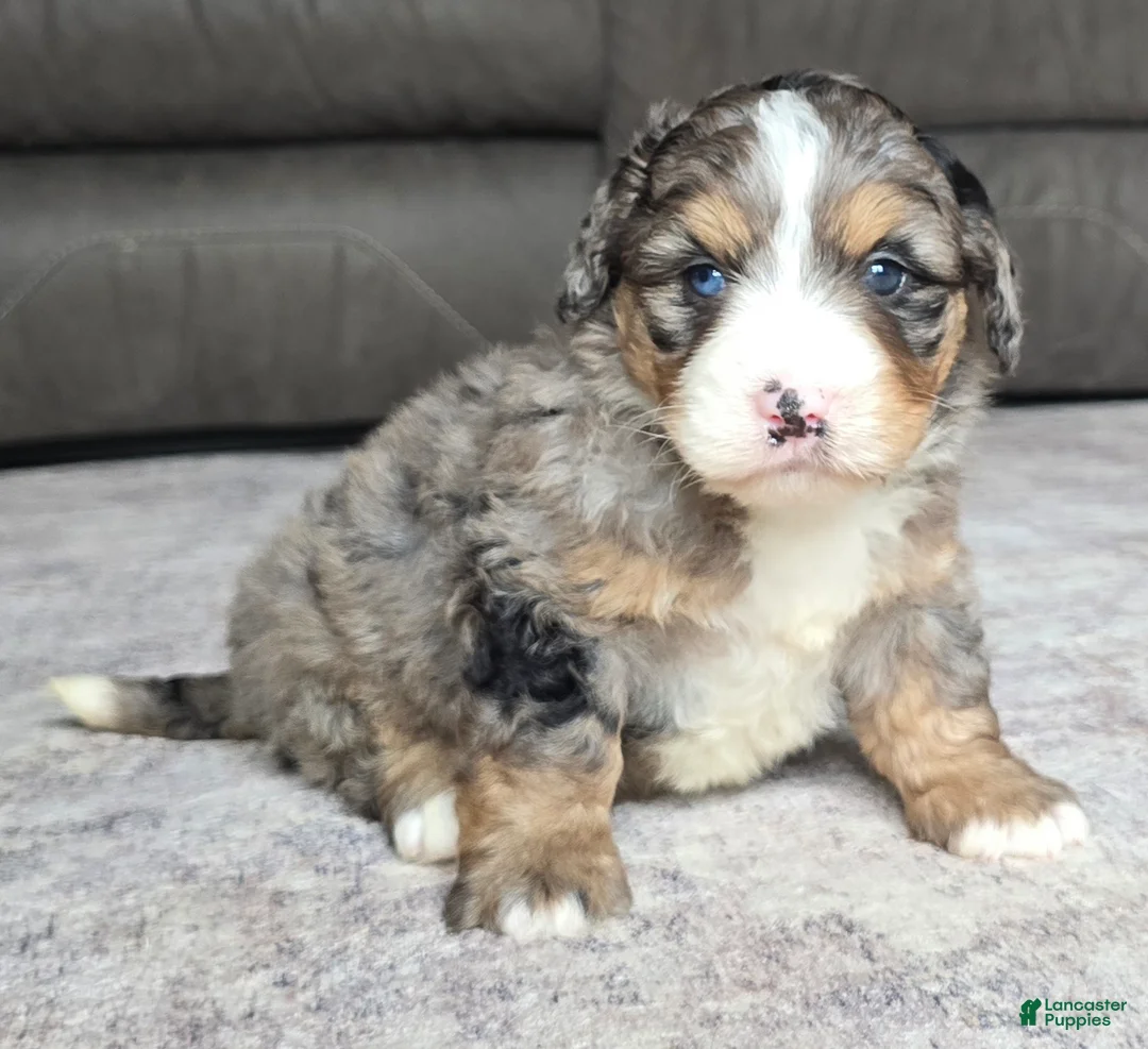 Mini Bernedoodle dogs for sale: Mini Bella - Ad 2